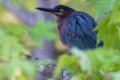 A Green Heron peers out from its perch in a maple tree at Stillwater Marsh Water Fowl Resting Area near the IU Kent Farm Research Station.